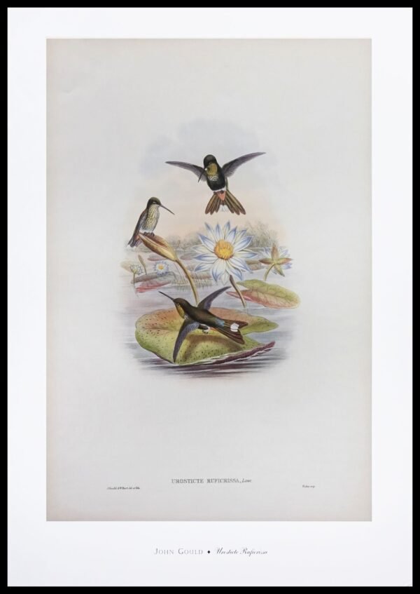 DNA GJP101 Urosticte Ruficrissa